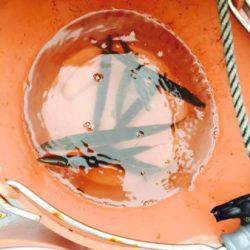 シーモンキー 釣果