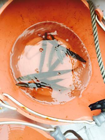 シーモンキー 釣果