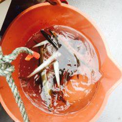 シーモンキー 釣果