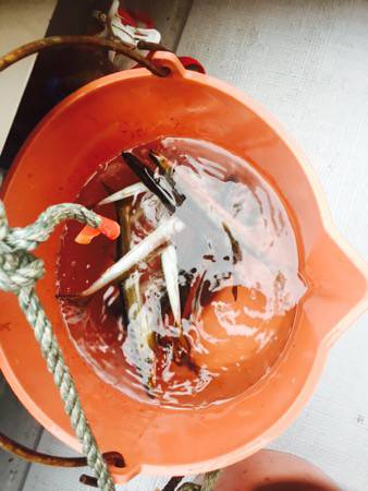 シーモンキー 釣果