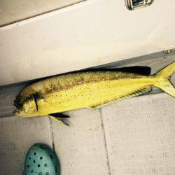 シーモンキー 釣果