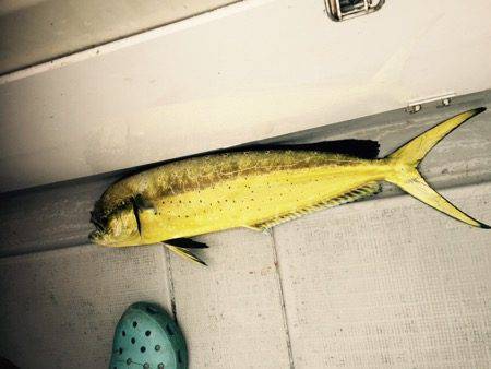 シーモンキー 釣果