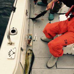 シーモンキー 釣果