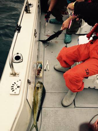 シーモンキー 釣果