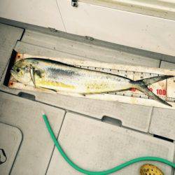 シーモンキー 釣果