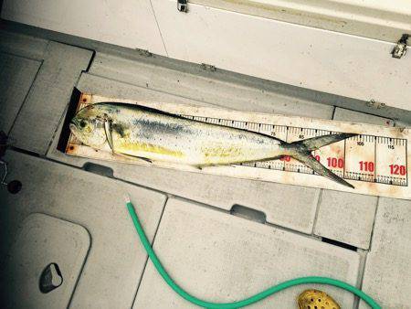 シーモンキー 釣果