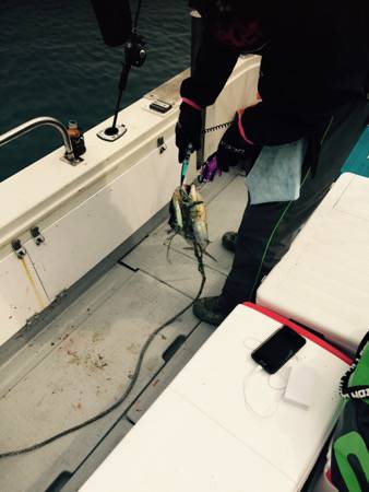 シーモンキー 釣果