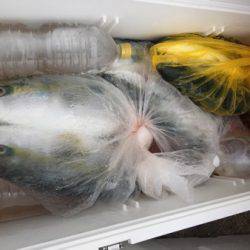 シーモンキー 釣果