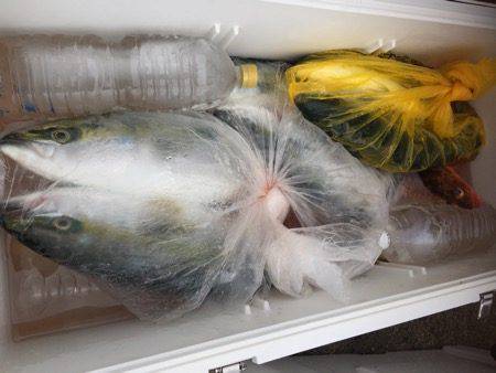 シーモンキー 釣果