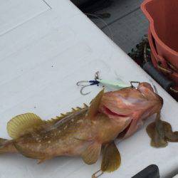 シーモンキー 釣果