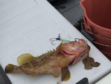 シーモンキー 釣果