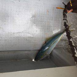 シーモンキー 釣果