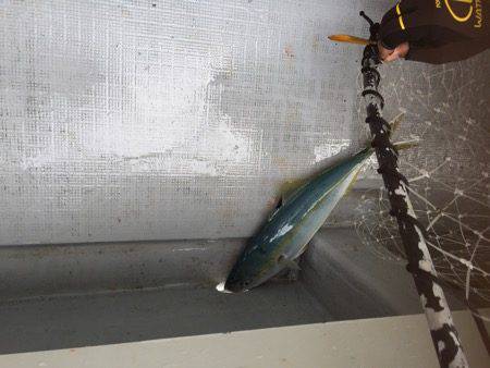 シーモンキー 釣果