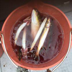 シーモンキー 釣果