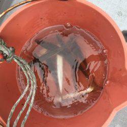 シーモンキー 釣果