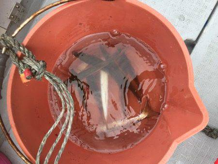 シーモンキー 釣果