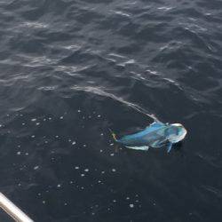 シーモンキー 釣果