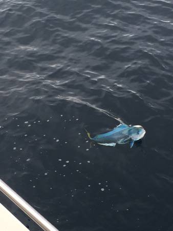 シーモンキー 釣果