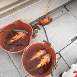 シーモンキー 釣果