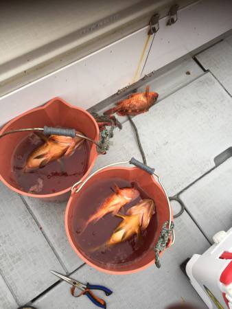 シーモンキー 釣果