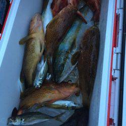 シーモンキー 釣果