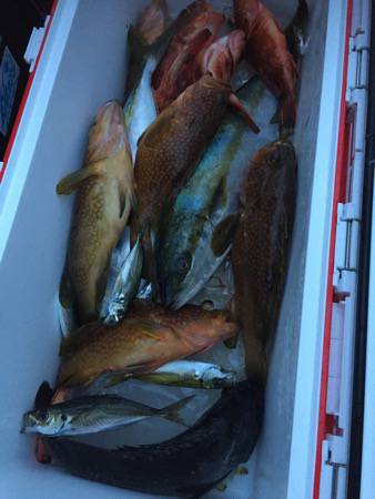 シーモンキー 釣果