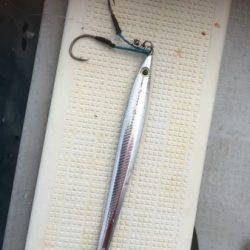 シーモンキー 釣果