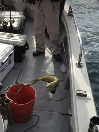 シーモンキー 釣果