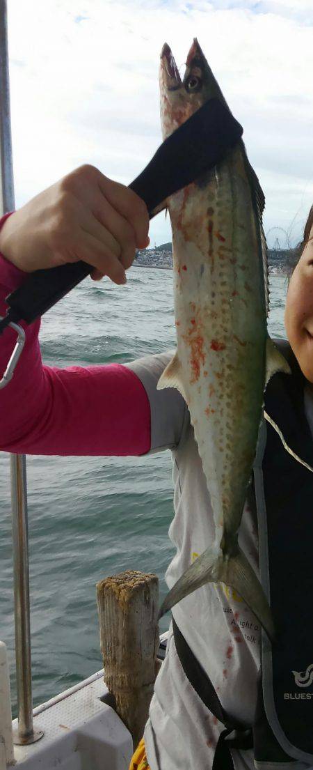 恵比寿丸（兵庫） 釣果