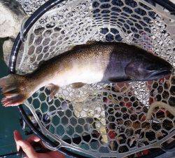 朝霞ガーデン 釣果