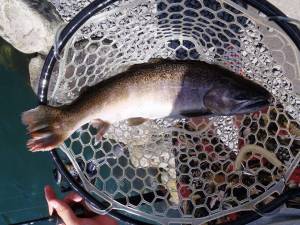 朝霞ガーデン 釣果