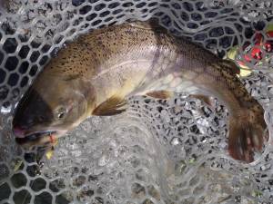 朝霞ガーデン 釣果