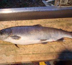 朝霞ガーデン 釣果