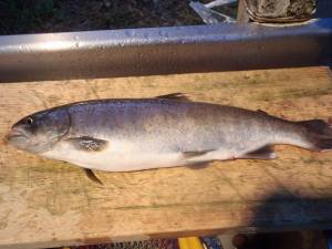 朝霞ガーデン 釣果