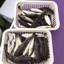 えさ政釣船店 釣果