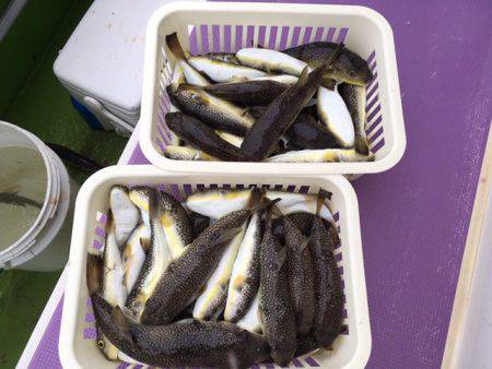 えさ政釣船店 釣果