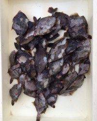 和歌山マリーナシティ釣り公園 釣果