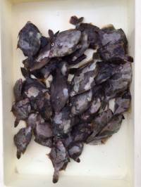 和歌山マリーナシティ釣り公園 釣果