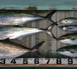 火遠理丸(ほおりまる) 釣果