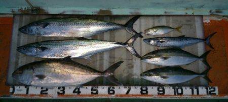 火遠理丸(ほおりまる) 釣果