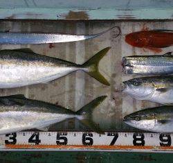 火遠理丸(ほおりまる) 釣果