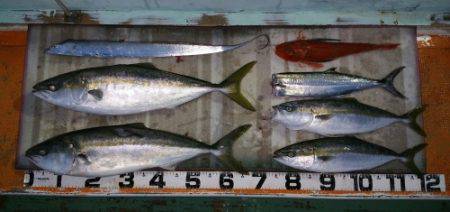 火遠理丸(ほおりまる) 釣果