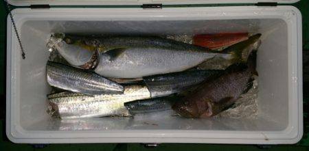 火遠理丸(ほおりまる) 釣果