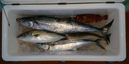 火遠理丸(ほおりまる) 釣果