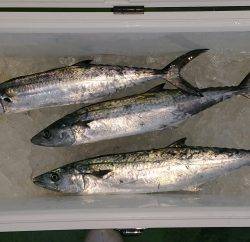 火遠理丸(ほおりまる) 釣果