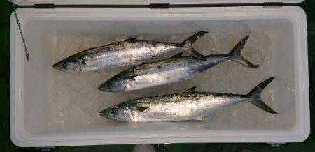 火遠理丸(ほおりまる) 釣果