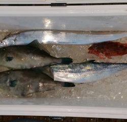 火遠理丸(ほおりまる) 釣果