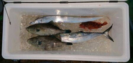 火遠理丸(ほおりまる) 釣果