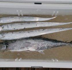 火遠理丸（ほおりまる） 釣果