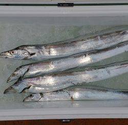 火遠理丸（ほおりまる） 釣果